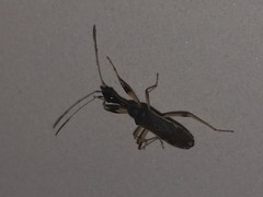 Myodocha serripes