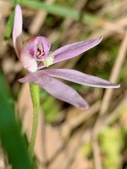 Caladenia