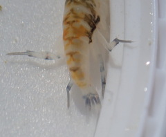 Megalorchestia pugettensis