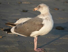 Larus occidentalis