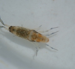 Megalorchestia pugettensis