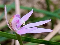 Caladenia