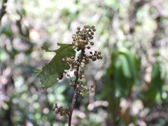 Maesa perlaria formosana