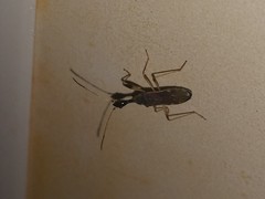 Myodocha serripes