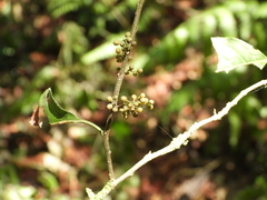 Maesa perlaria formosana