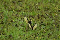 Jacana spinosa