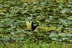 Jacana spinosa
