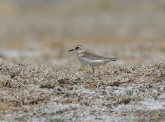 Charadrius leschenaultii