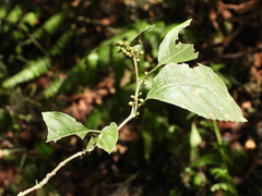 Maesa perlaria formosana