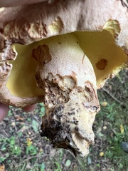 Butyriboletus brunneus