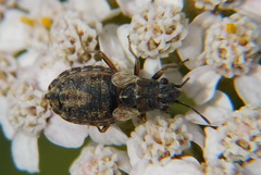 Nithecus jacobaeae