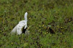 Jacana spinosa