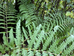 Osmunda claytoniana