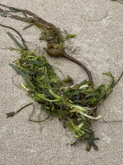 Zostera