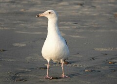 Larus occidentalis