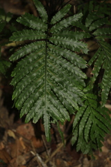 Blechnum moorei