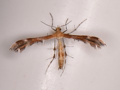 Oxyptilini