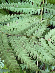 Osmunda claytoniana