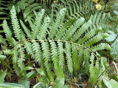 Osmunda claytoniana