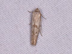 Hypatopa punctiferella