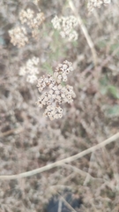 Achillea nobilis