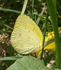 Eurema hecabe