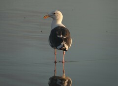 Larus occidentalis