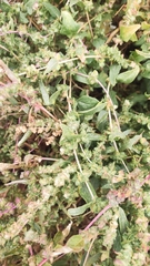 Atriplex