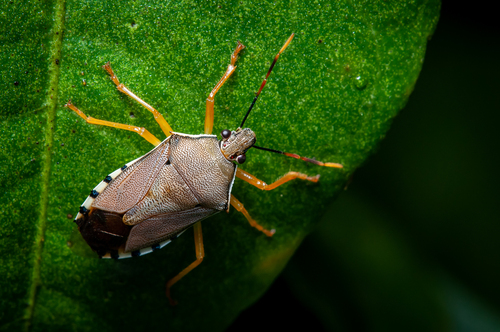 Supputius typicus