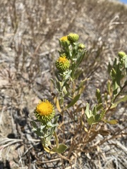 Grindelia inornata