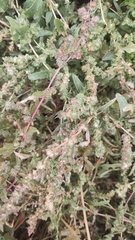 Atriplex