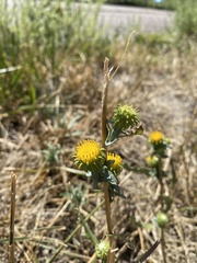 Grindelia inornata