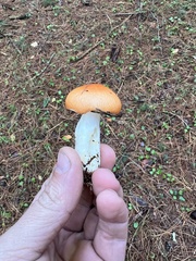 Russula paludosa
