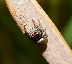 Salticoidea