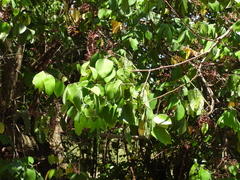 Averrhoa carambola