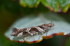 Aristotelia fungivorella