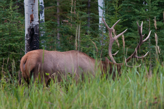 Cervus canadensis canadensis