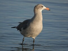 Larus heermanni