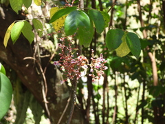 Averrhoa carambola