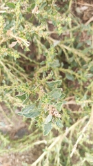 Amaranthus albus