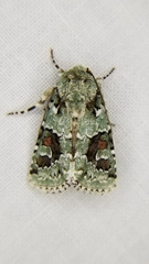 Lacinipolia laudabilis