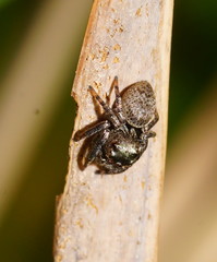 Salticoidea