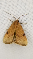Galgula partita