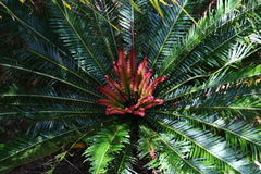 Blechnum