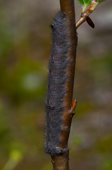 Phyllodesma americana