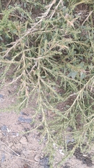 Amaranthus albus
