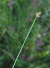 Eleocharis wichurae