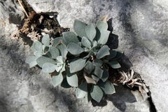 Resetnikia triquetra