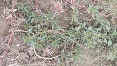 Amaranthus blitoides