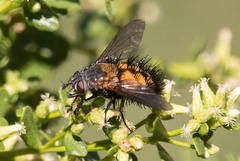 Paradejeania rutilioides